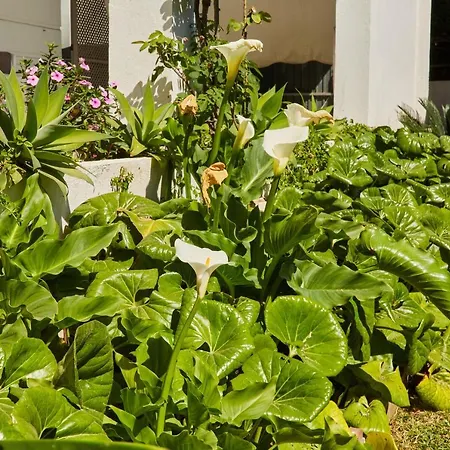 In Center New Salt Water Pool Fuengirola
