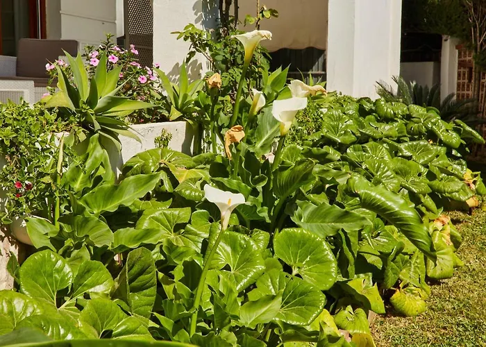 In Center New Salt Water Pool 丰希罗拉